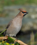 Waxwing