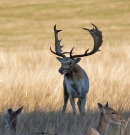 Fallow buck