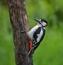 Woodpeckers, Creepers and Nuthatches