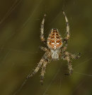 Cross Orb Weaver
