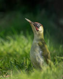 Green Woodpecker
