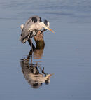 Heron
