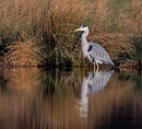 Heron
