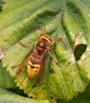 Hornet - Vespa crabro