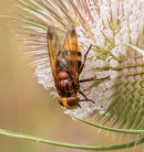 Hornet Mimic Hoverfly - Volucella zonaria