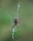 Wasp Spider