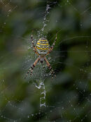Wasp Spider