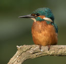 Kingfisher