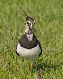 Lapwing