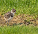 Plovers