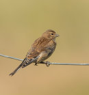 Linnet