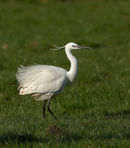 Little Egret