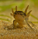 Smooth Newt tadpole