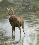 Red Deer