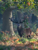 Red stag
