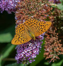 Silver Washed Fritillary