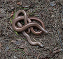 Slow worms