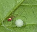 Comb - Footed Spider and eggs