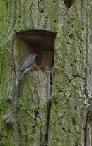 Spotted Flycatcher