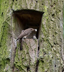 Spotted Flycatcher