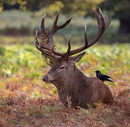 Red Deer
