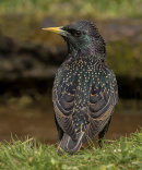 Starling