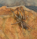 Stone Spider - Drassodes lapidosus