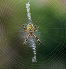 Wasp Spider