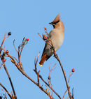 Waxwing