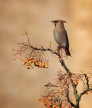 Waxwing