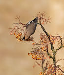 Waxwing