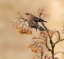 Waxwing