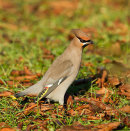 Waxwing