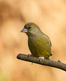 Greenfinch