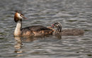 Great Crested Grebe and chick