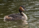 Great Crested Grebe and chick