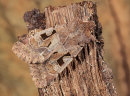 Hebrew Character