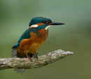 Kingfisher