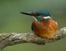 Kingfisher
