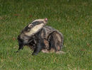 Badger