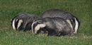 Badgers