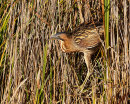 Bittern