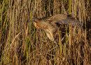 Bittern