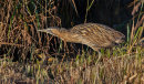 Bittern