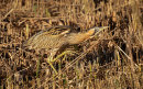Bittern