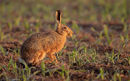Brown Hare