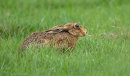 Brown Hare