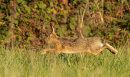 Brown Hare