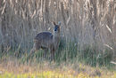 Chinese Water Deer