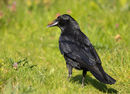 Carrion Crow